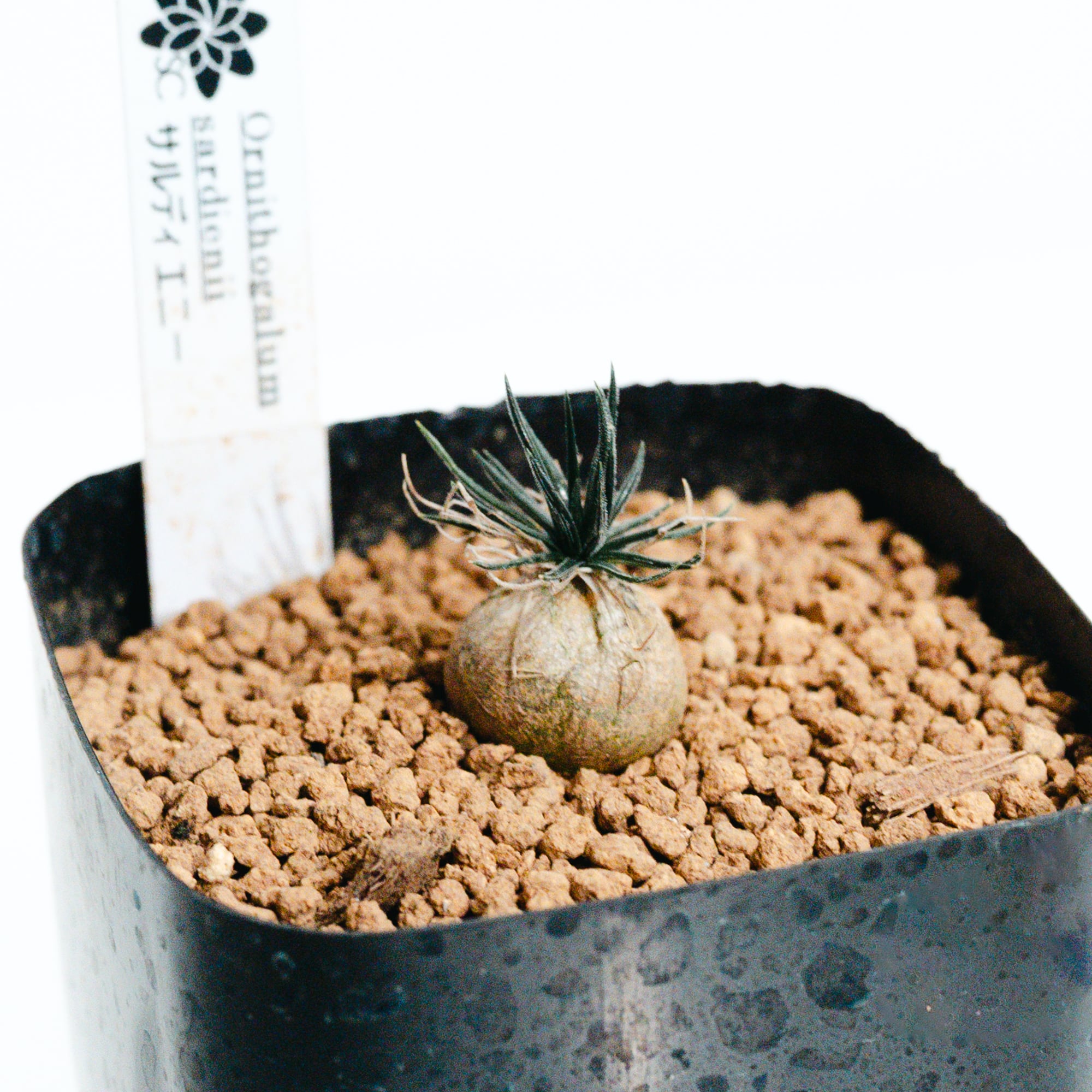 フィロデンドロン・バールマルクス斑入り（Philodendron Burle Marx