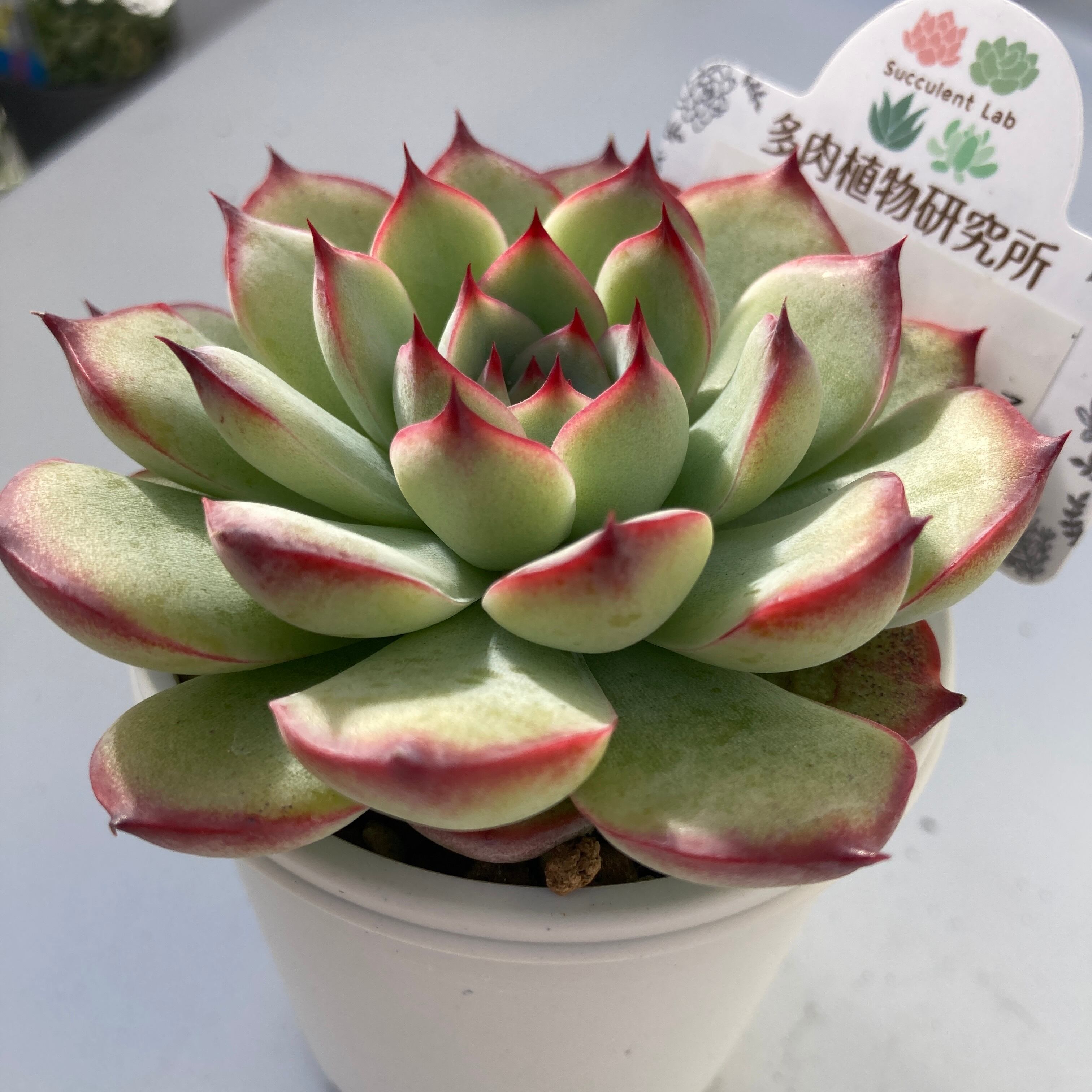 現物商品】メキシコポルデンシス x チワワエンシス | 多肉植物研究所
