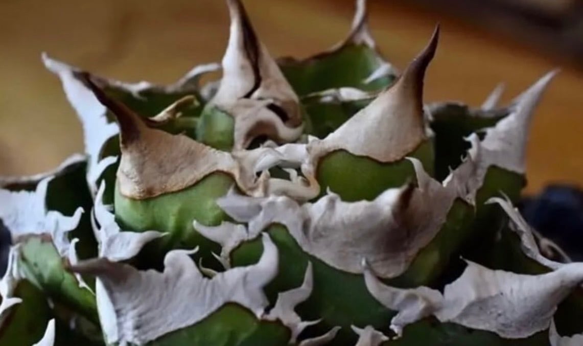 新着】Agave titanota 清桜【極上のOC苗】アガベ チタノタ '清櫻' from