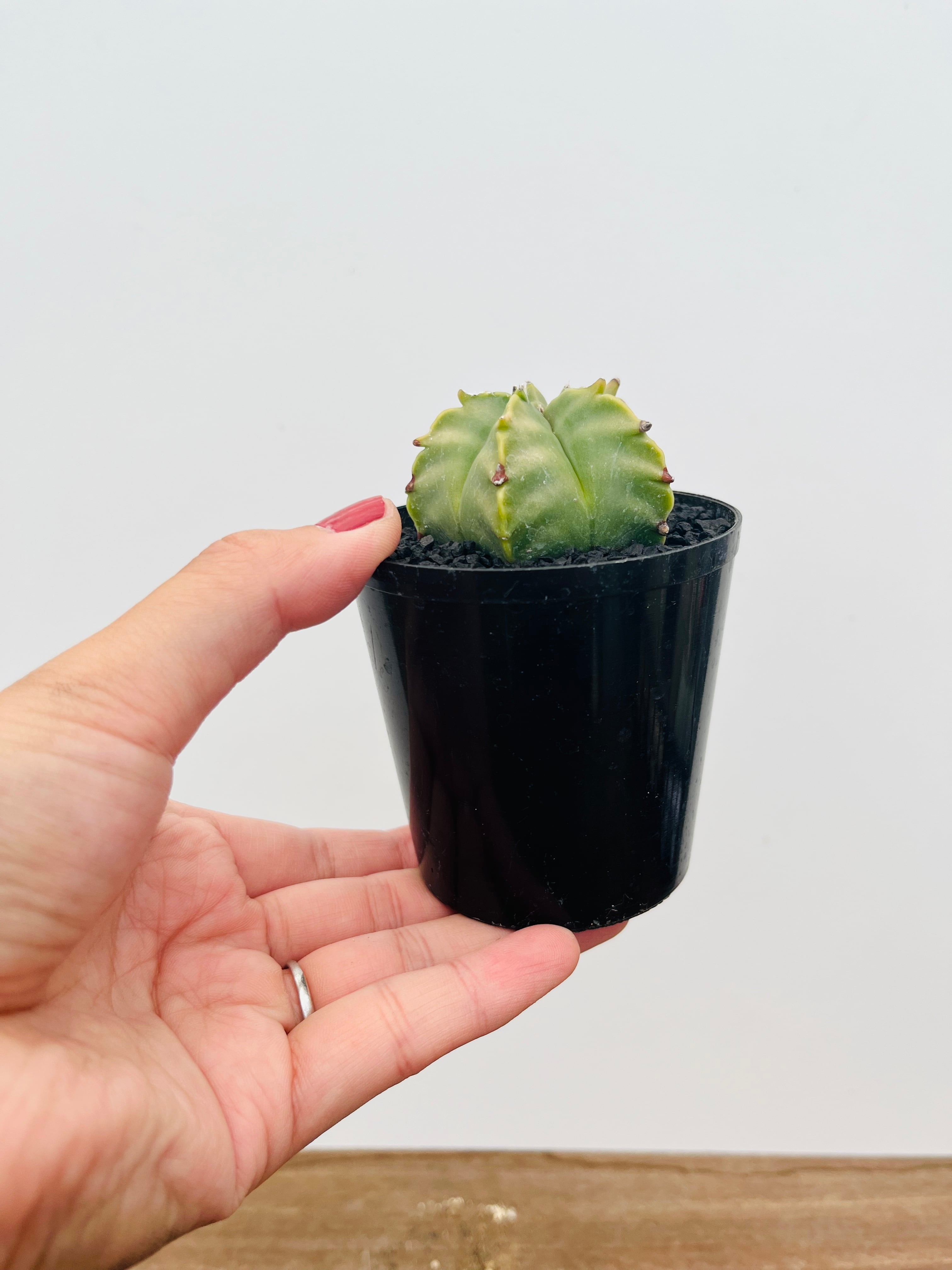 Astrophytum myriostigma アストロフィツム ランポー玉 亀甲ヘキラン