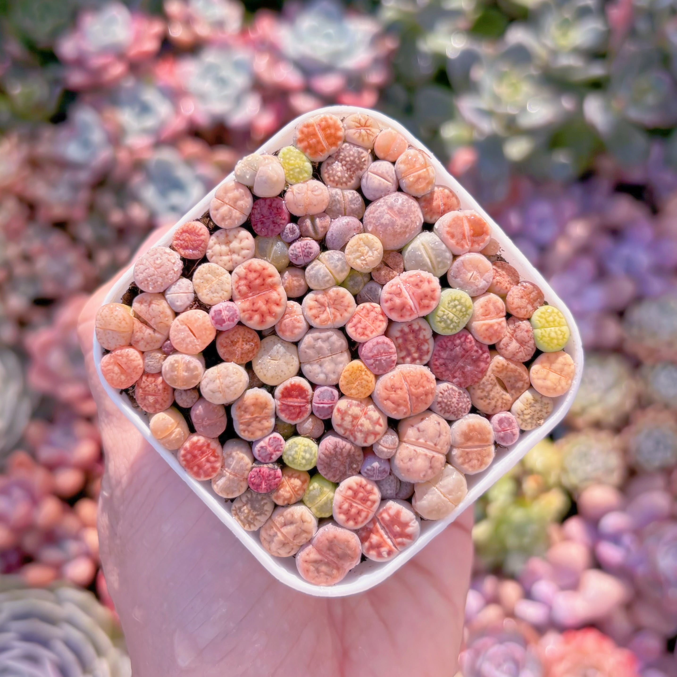多肉植物　リトープス　新入荷　るる農園