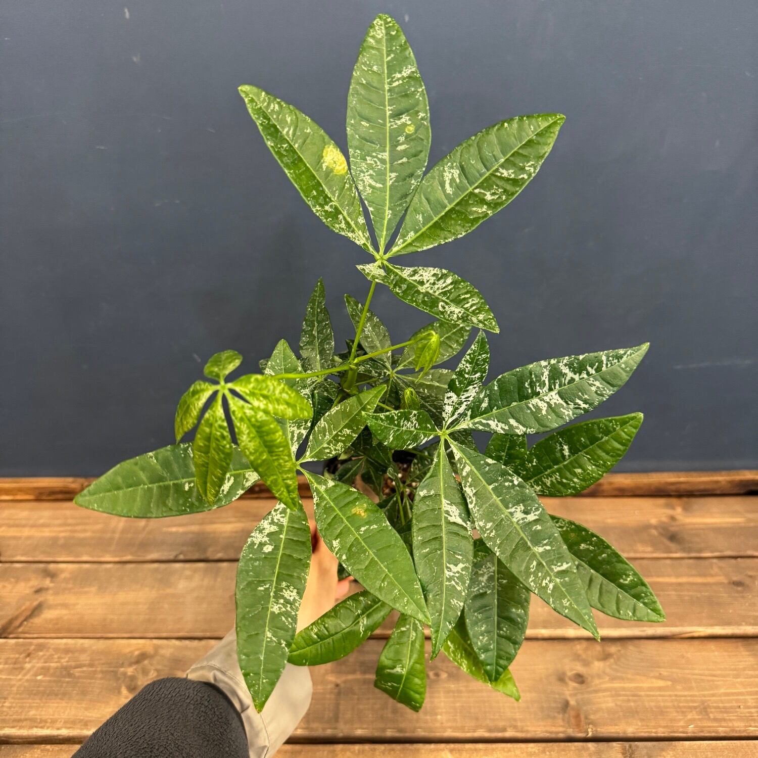 パキラ 希少 実生 国内発芽育成株 ミルキーウェイ PLANTS 5号