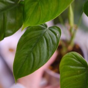 フィロデンドロン テヌー / Philodendron tenue④ / 観葉植物