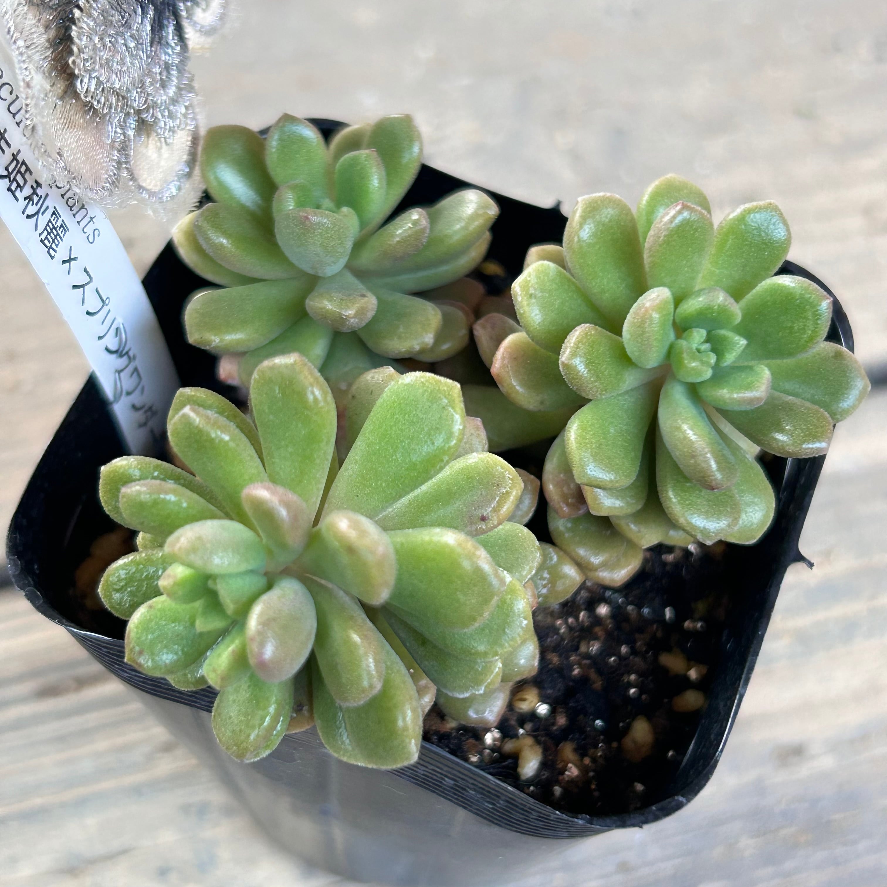多肉植物 レア アニー 韓国苗 【公式通販】