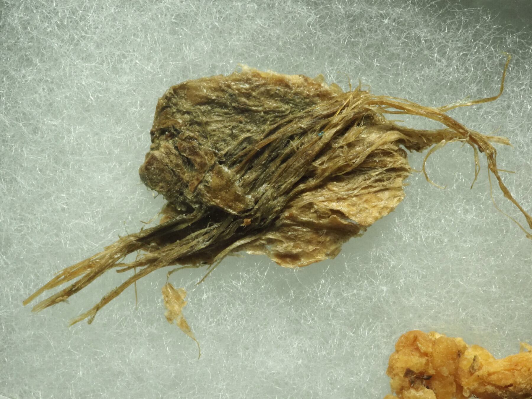 本物！マンモスの肉片　ミイラ　化石　組織 本物！マンモスの肉片ミイラ化石組織