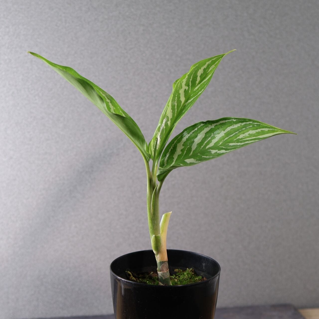 アグラオネマ ニチドゥム カーティシー 映画レオン 映画レオン】アグラオネマ カーティシー