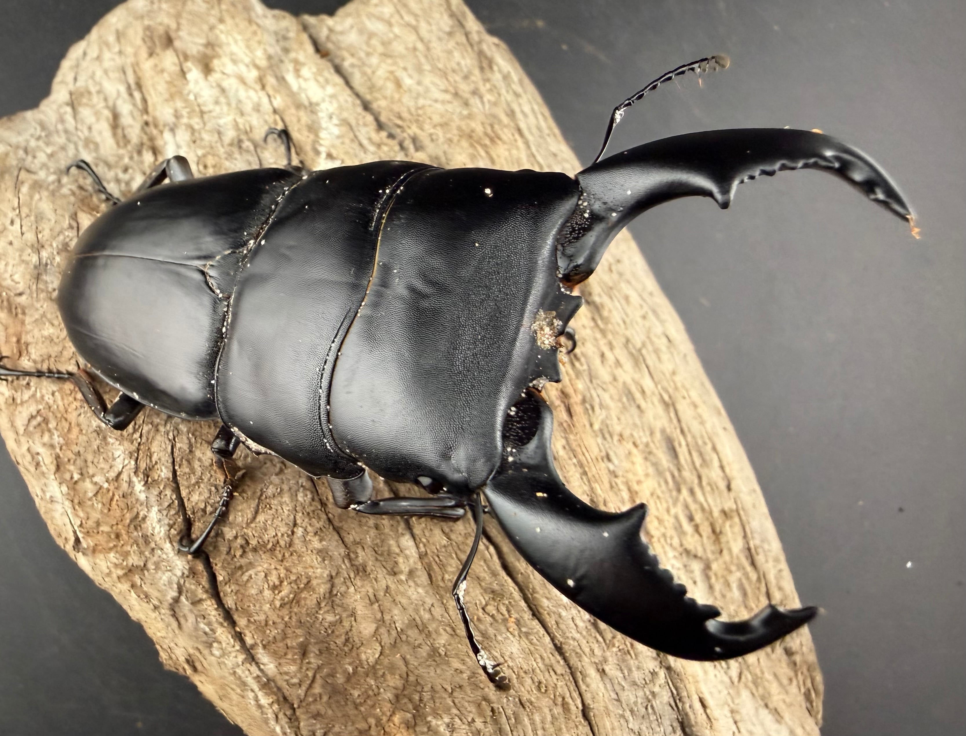 スマイル バラバラ アワアワ ウシウシ メラメラ ヨミヨミ オペオペ ゴムゴム taku076414.jpg