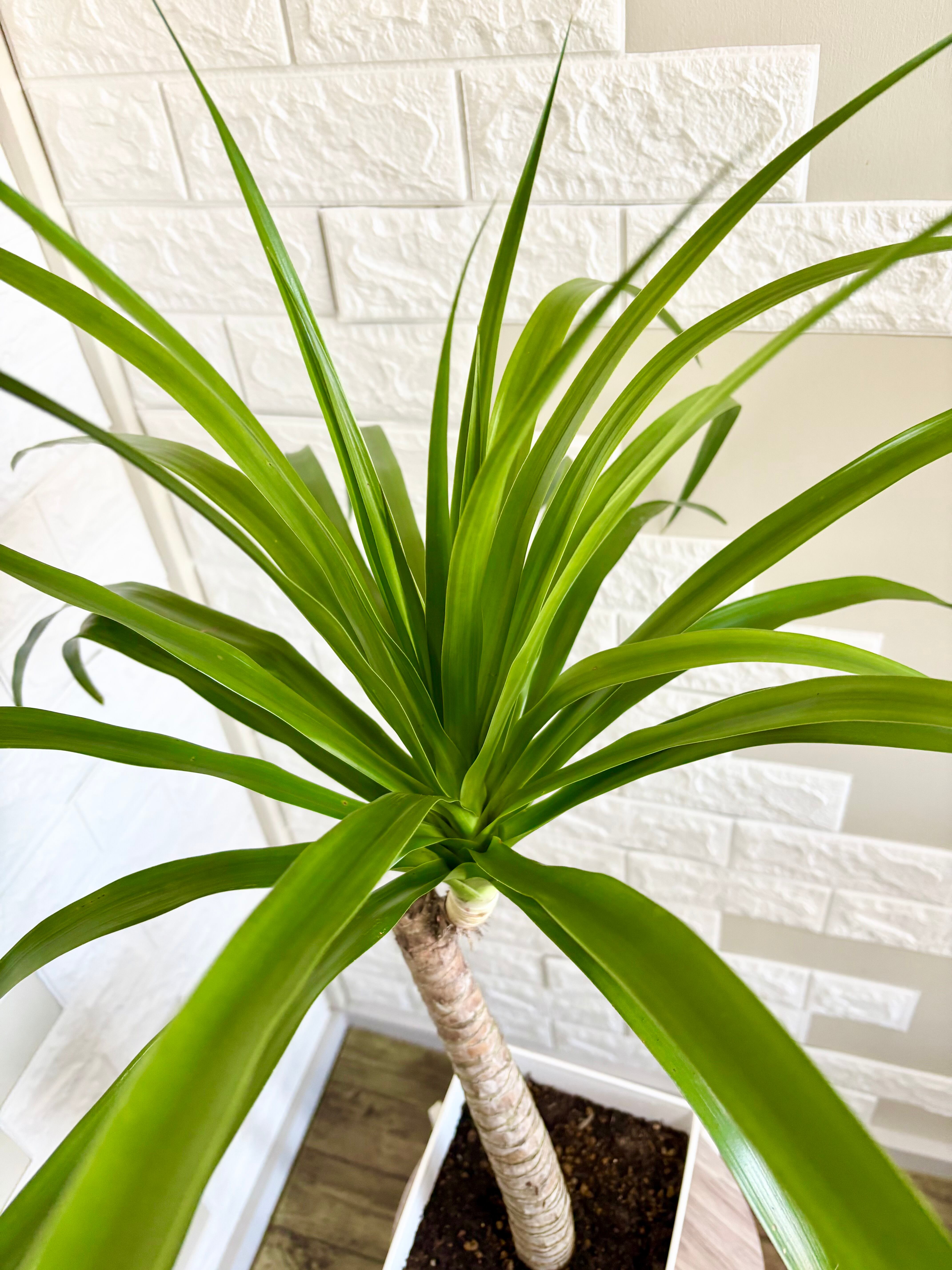 希少⭐️ドラセナカンボジアーナ 観葉植物 | 観葉植物のお店 feerie