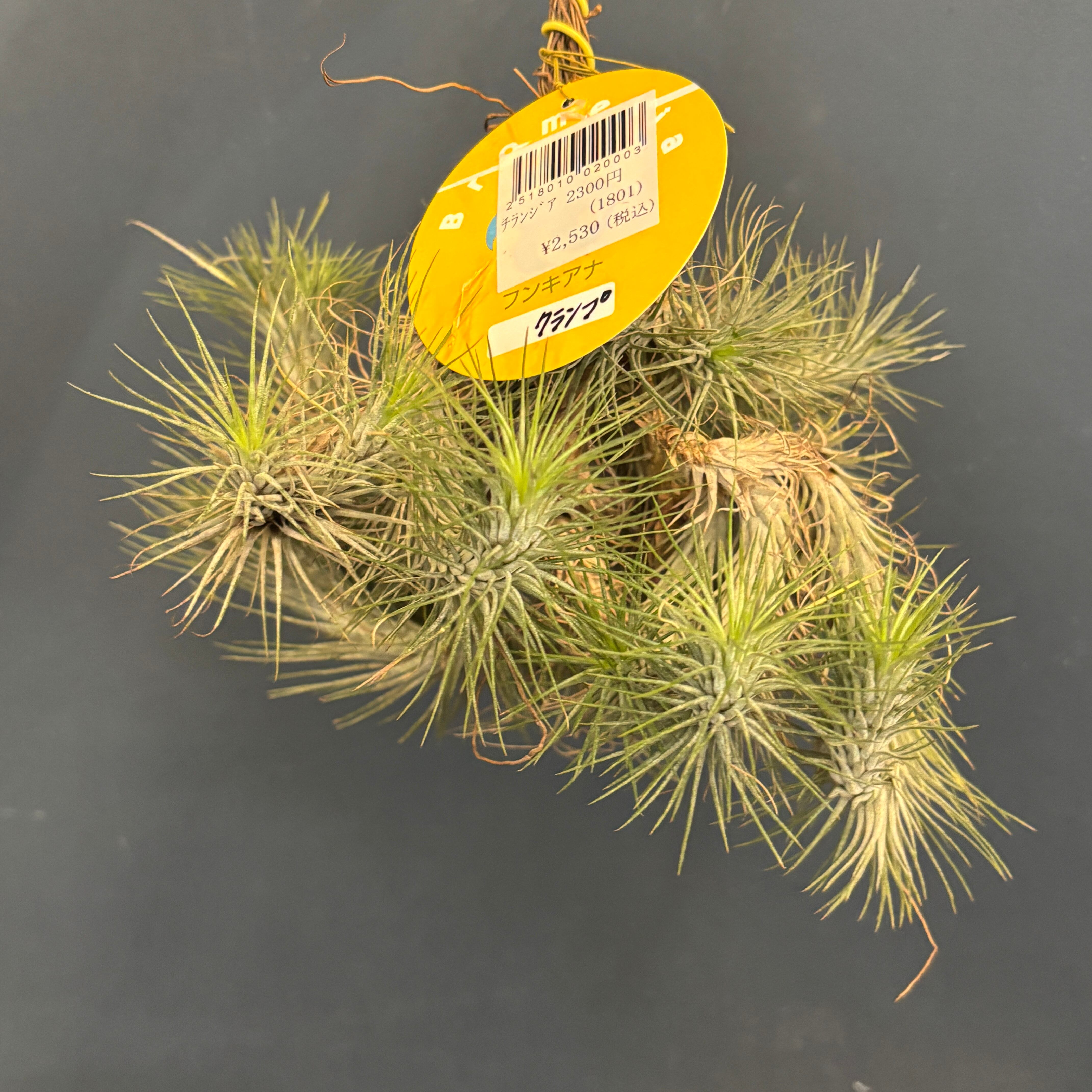 P. Willinckii cv. Sailor Mercury (OC) 【artPLANTs/PLANTS GARAGE