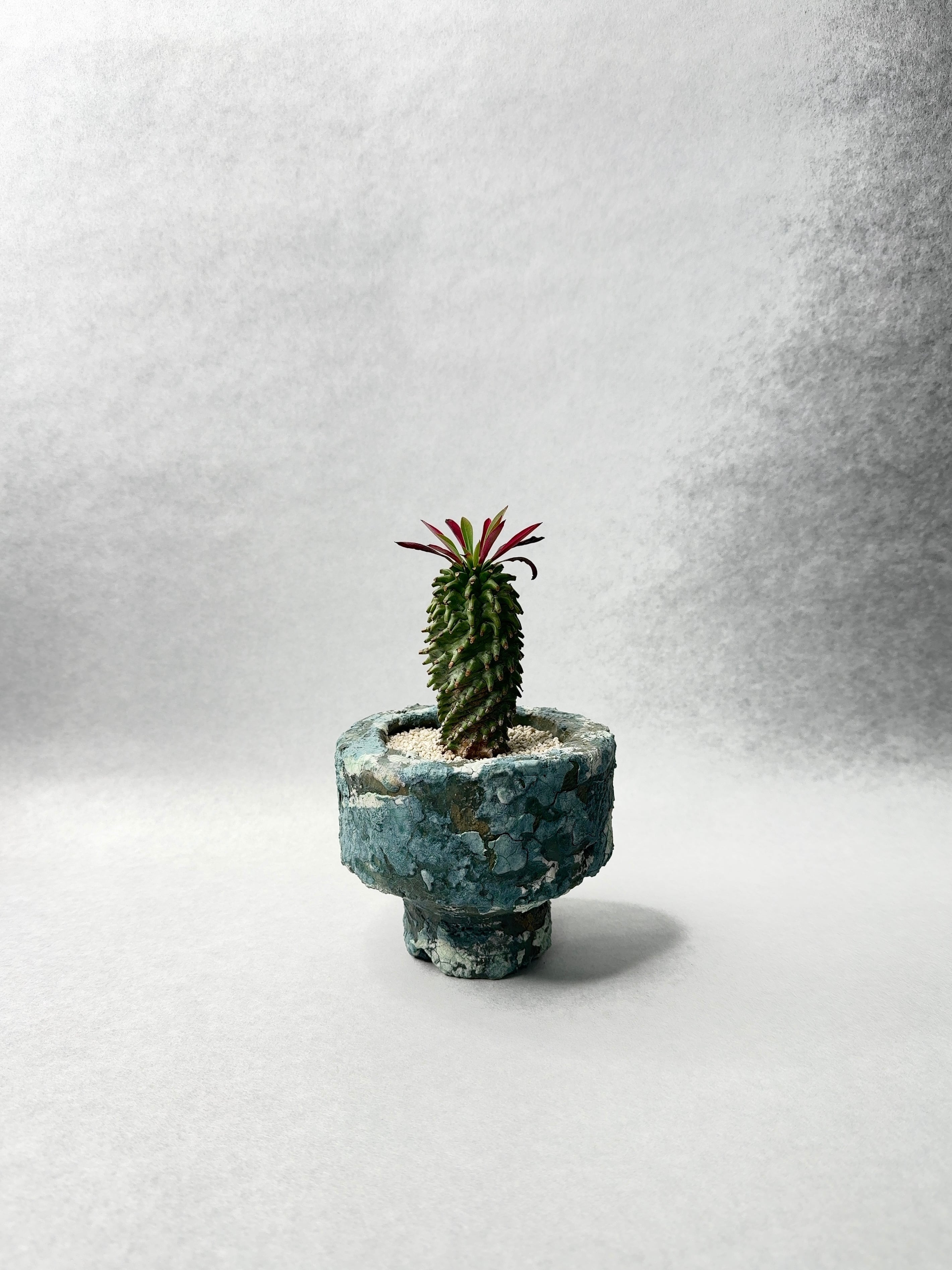 ユーフォルビア・安曇野鉄甲 | trigger