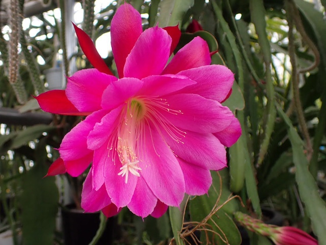 Epiphyllum hybrid ′Artemis′ 　鉢直径１１．５ｃｍ　あんどん仕立て