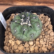 【新着3日限定10%OFF】【Copiapoa】サボテン コピアポア 黒王丸 実生【120】