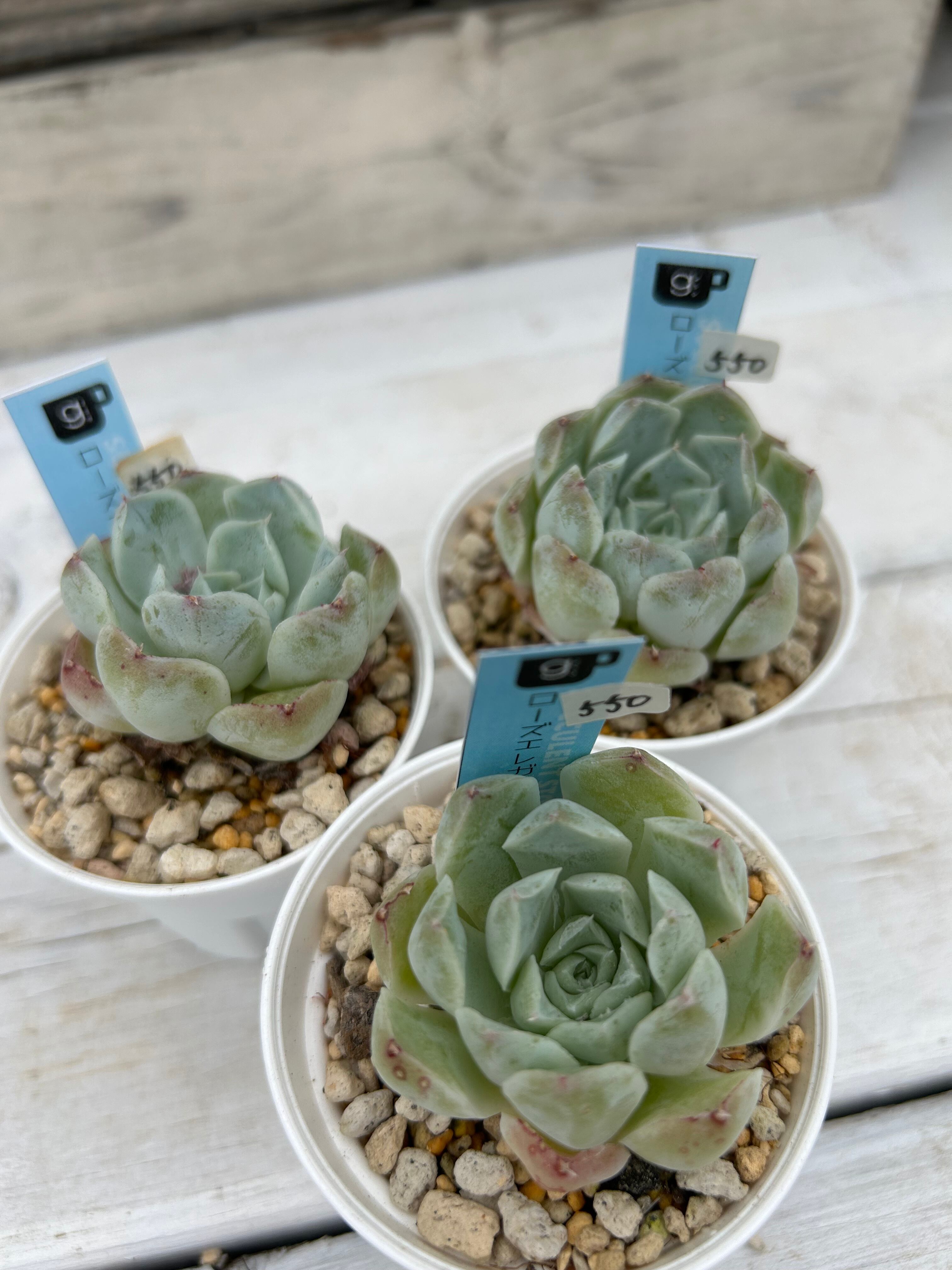 26【韓国輸入苗】レモンローズ群生苗 カット苗 多肉植物