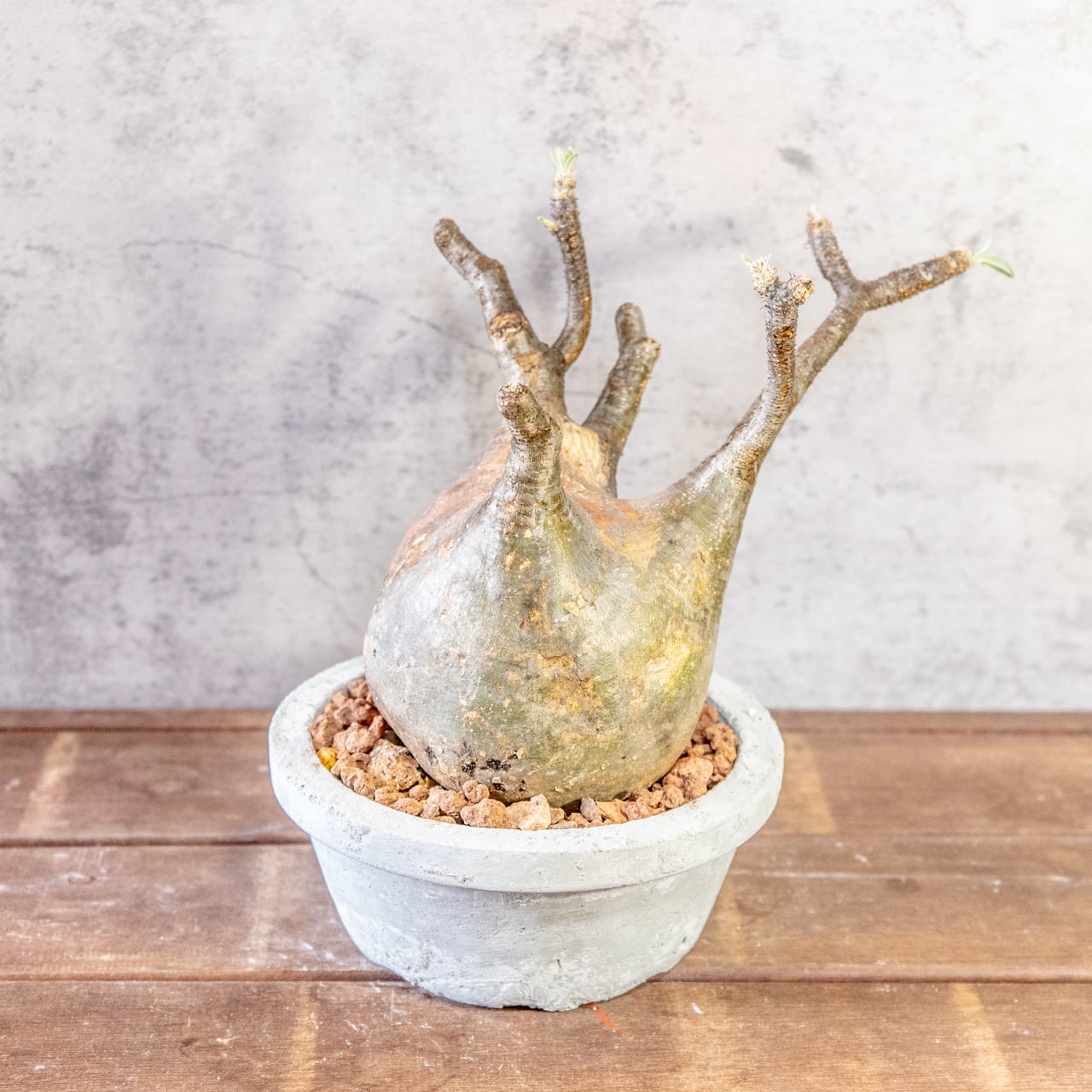 【どっしり丸い極太塊根】グラキリス。胴回り40cmの圧倒的ボリューム。無骨な「手づくりモルタル鉢」とセットで。｜虫発生抑制（全国一律送料850円）