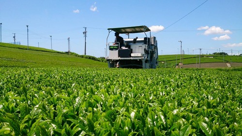 世界農業遺産茶　50g×4