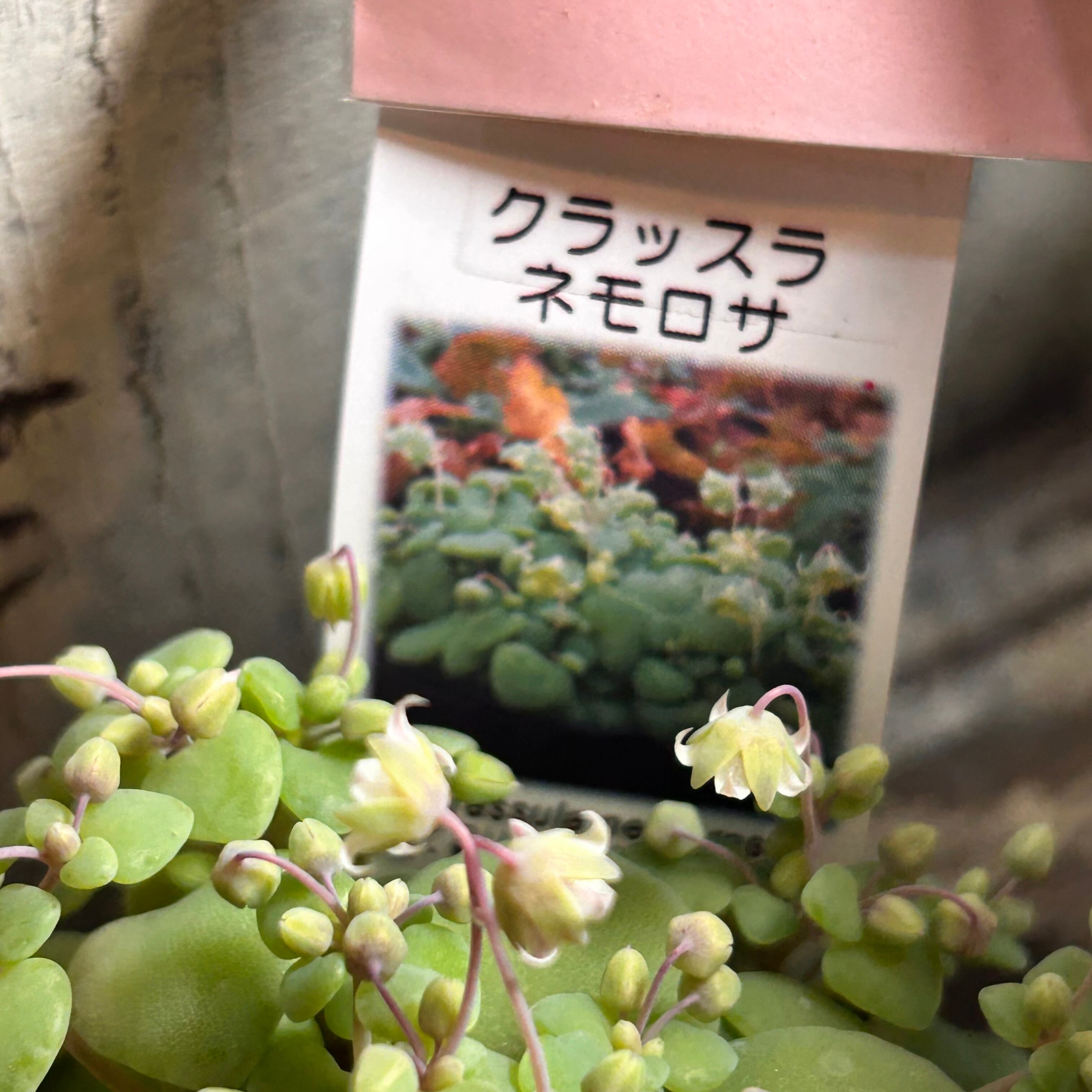 ネモロサ クラッスラ | RuPo 多肉植物専門店