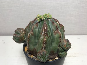 ユーフォルビア オベサ