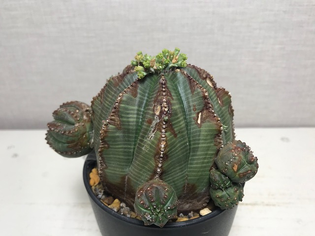 ユーフォルビア オベサ