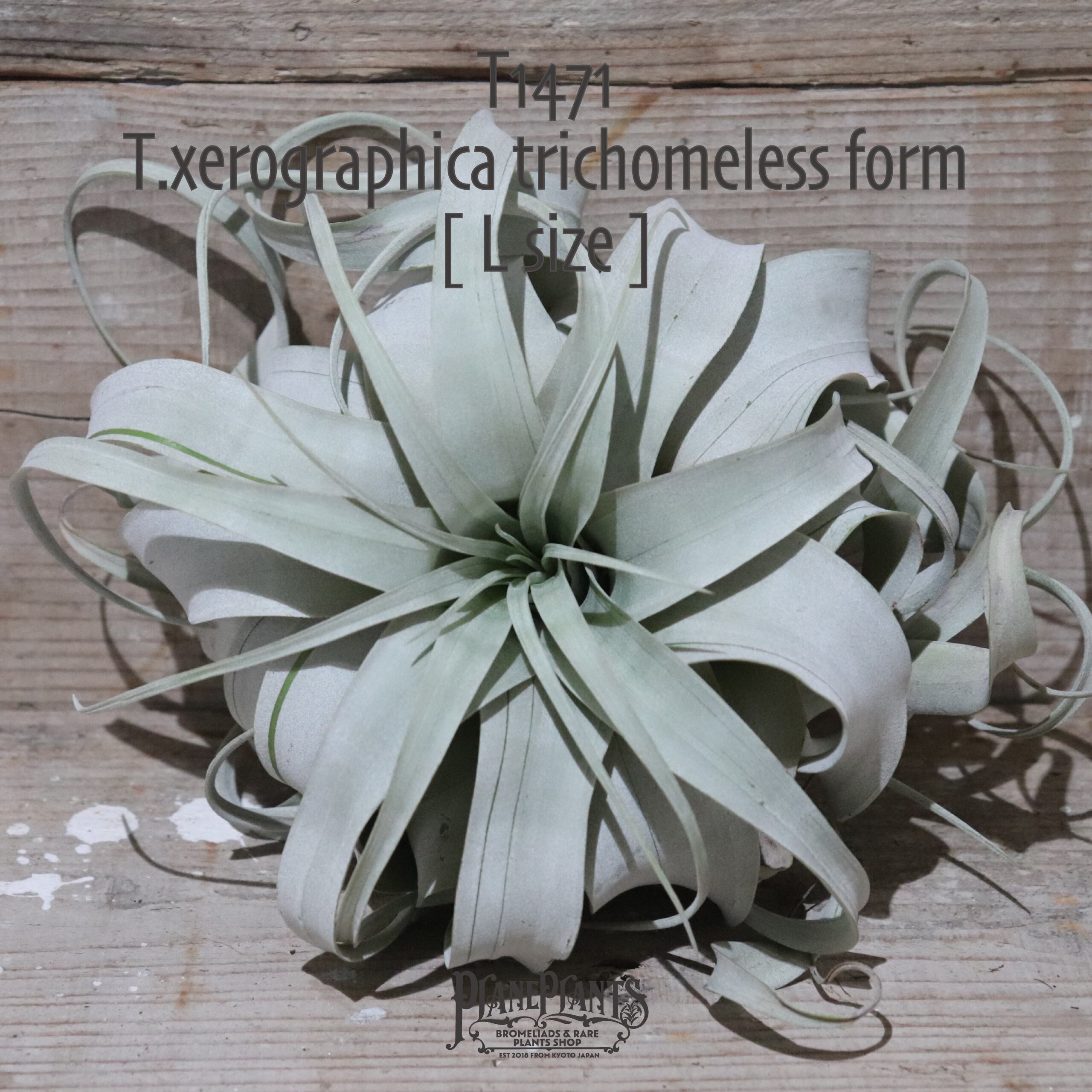 【送料無料】xerographica trichomeless form〔エアプランツ〕現品発送T1471