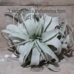 【送料無料】xerographica trichomeless form〔エアプランツ〕現品発送T1471