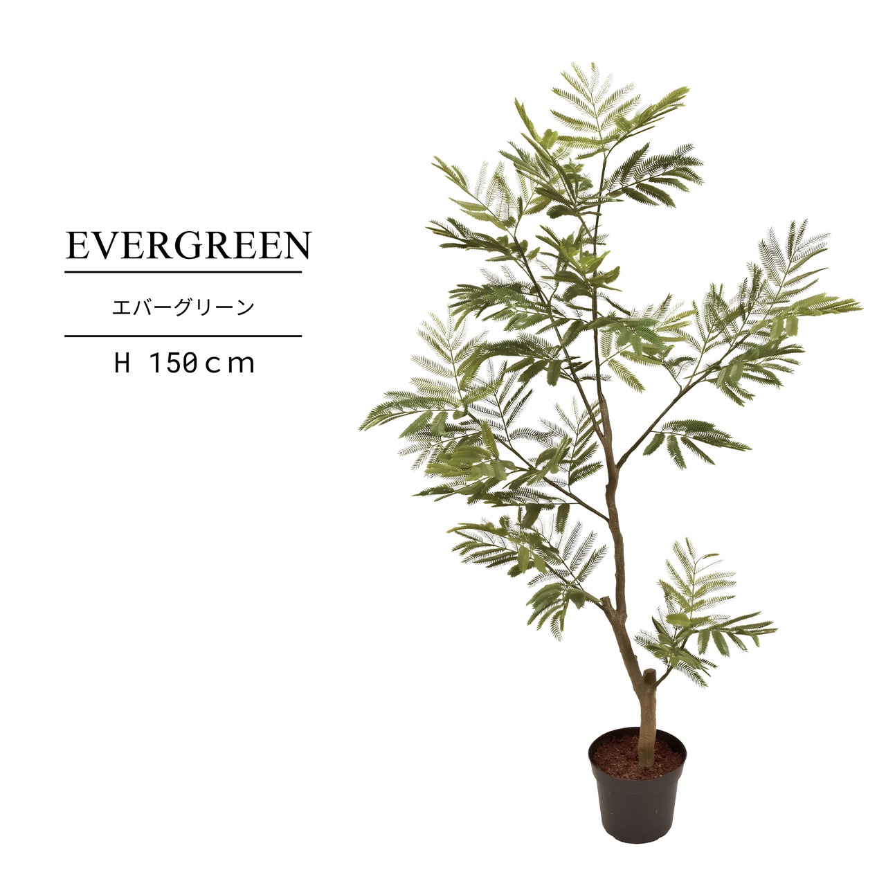 エバーグリーン 150㎝［人工観葉植物・フェイクグリーンT］