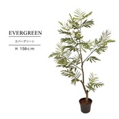 エバーグリーン 150㎝［人工観葉植物・フェイクグリーンT］