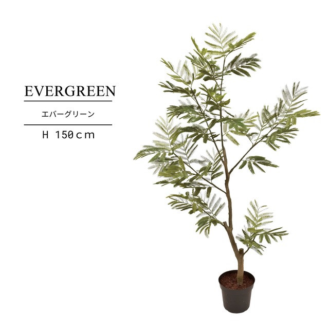 エバーグリーン 150㎝［人工観葉植物・フェイクグリーンT］