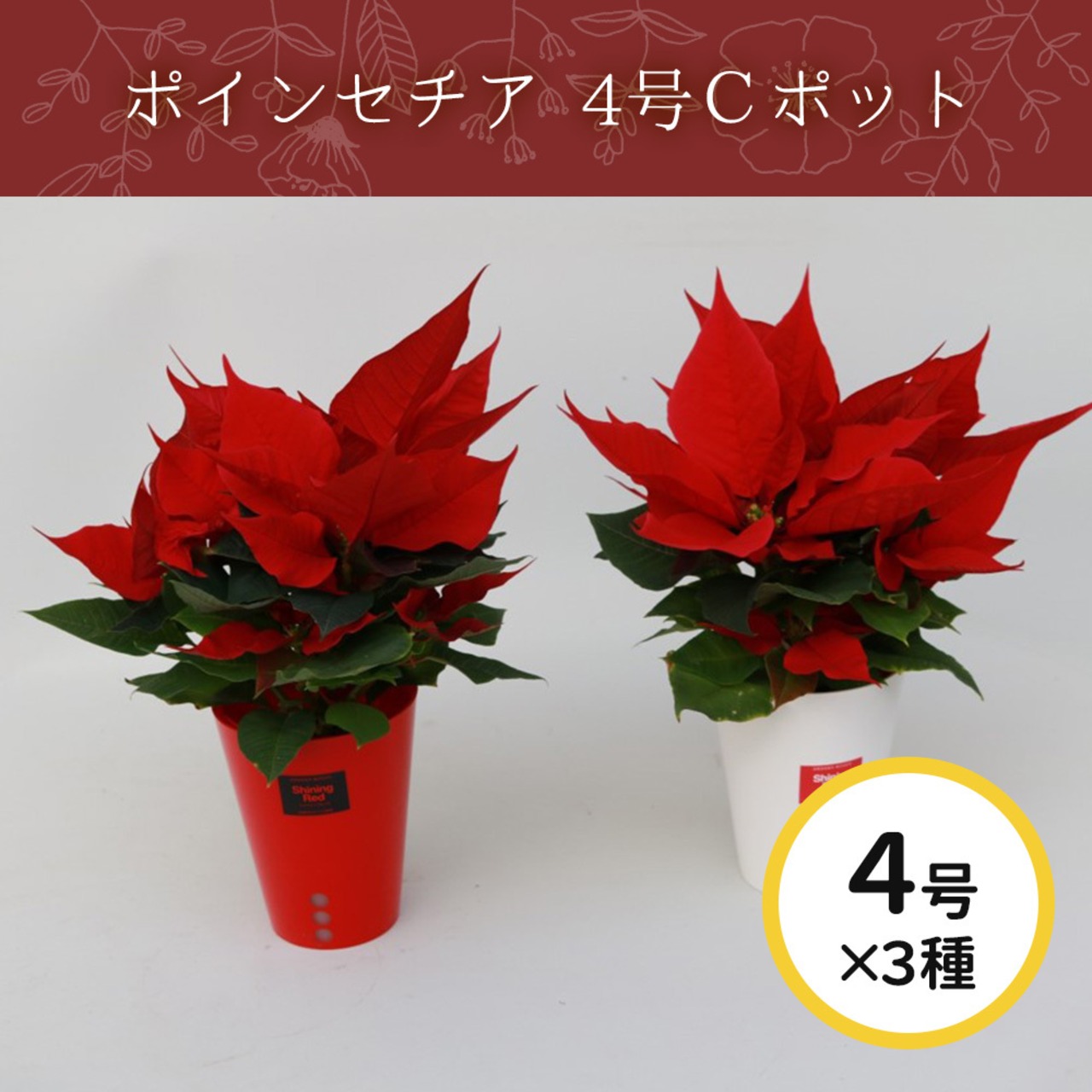 ポインセチア 4号Cポット