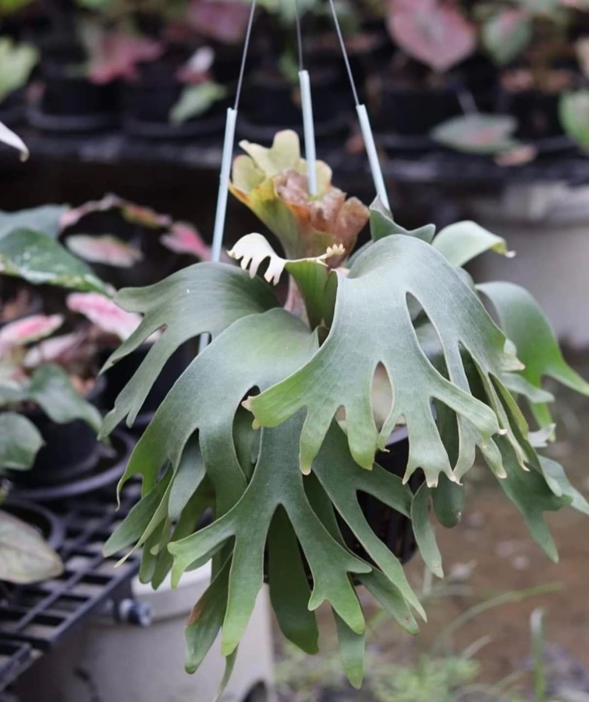 c) P. willinckii 'Frosty Maiden' spore grown ③ビカクシダ