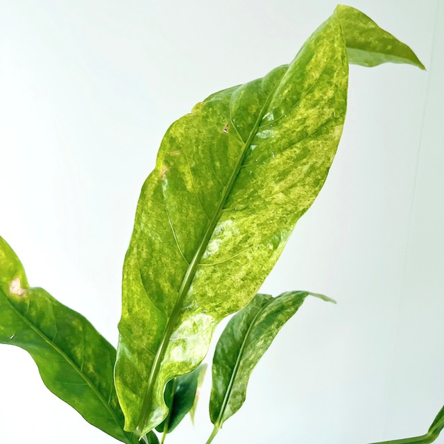 アンスリウム フーケリー 斑入り 観葉植物 calm cafe