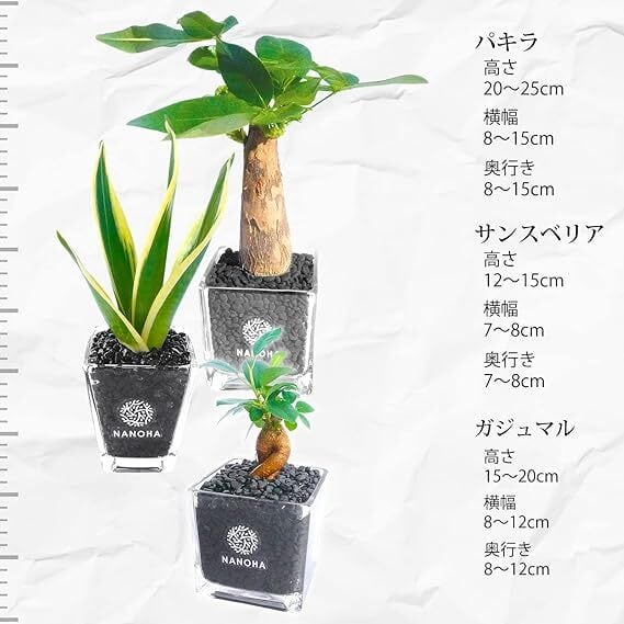 お得な3点セット】 ガジュマル パキラ サンスベリア 黒砂利（四角容器