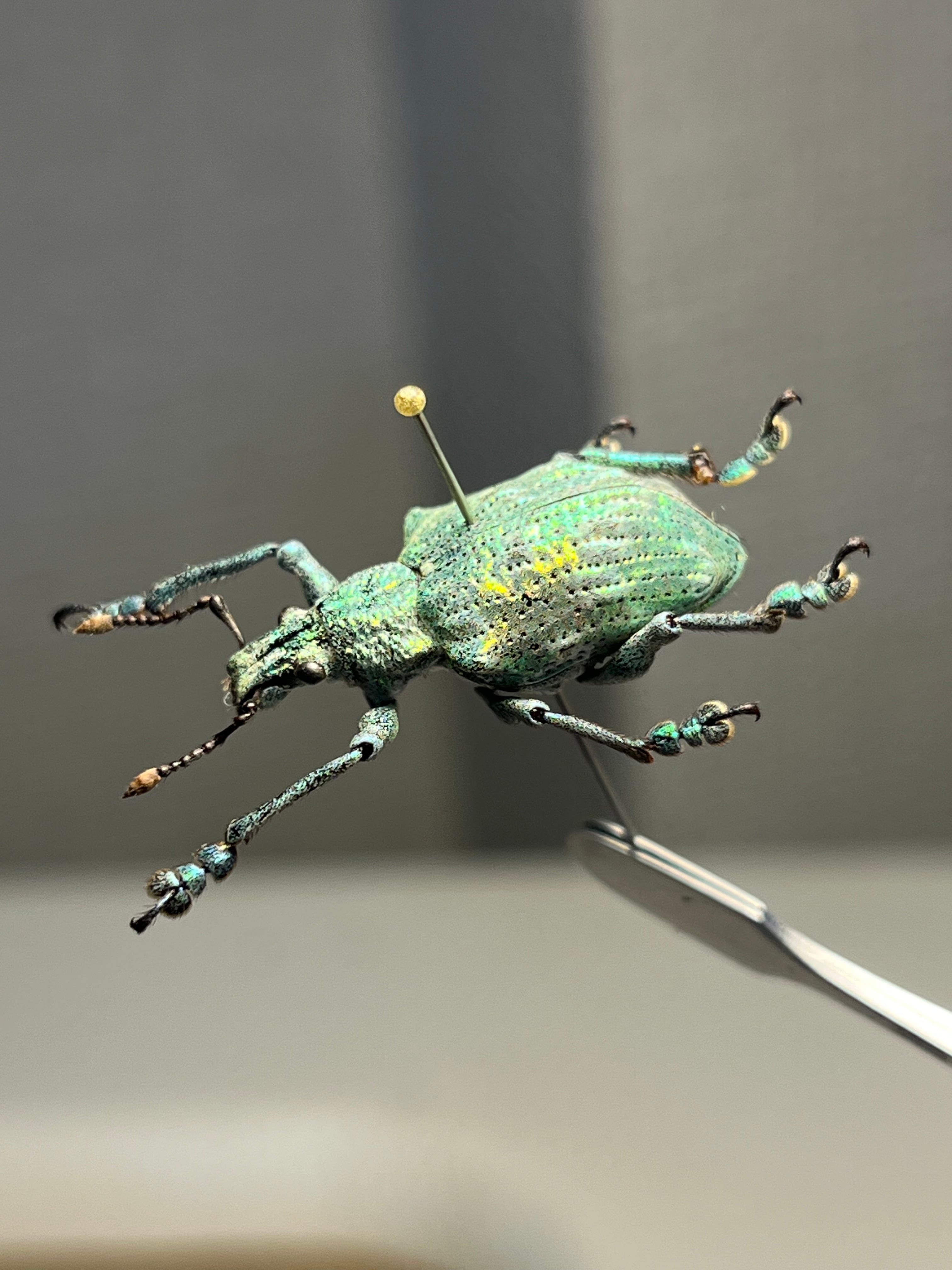 ホウセキゾウムシ ブラジル産 標本プラチナコガネ タマムシ ジンガサハムシ 13mm】トロピカルなカラーリングのフィリピン固有カタゾウムシ 標本