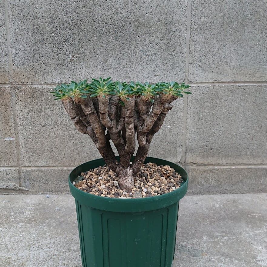 ユーフォルビア ギラウミニアナ EUPHORBIA GIILLAUMINIANA | 多肉植物