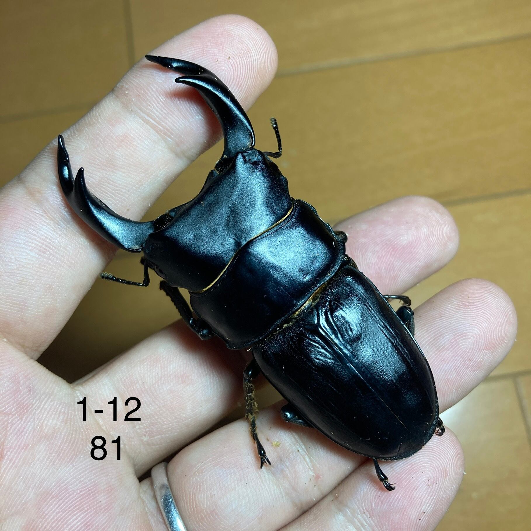 久留米産オオクワガタ♂82mm 標本