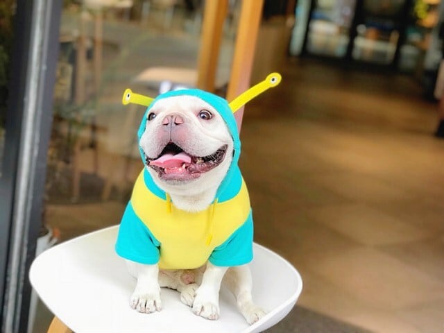 フレンチブルドッグ犬かわいい犬の恋人面白いペットギフト パーカー bw1LMyH65X, ペット用品、生き物 - centralcampo.com.br フレンチブルドッグ犬かわいい犬の恋人面白いペットギフト パーカー bw1LMyH65X, ペット用品、生き物 - centralcampo.com.br