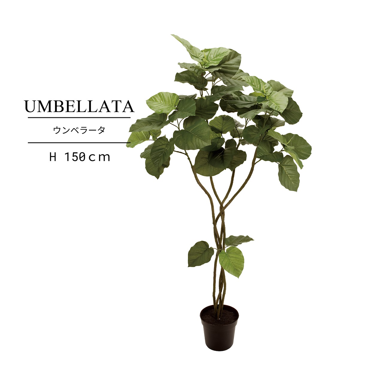 ウンベラータ 150㎝［人工観葉植物・フェイクグリーンT］