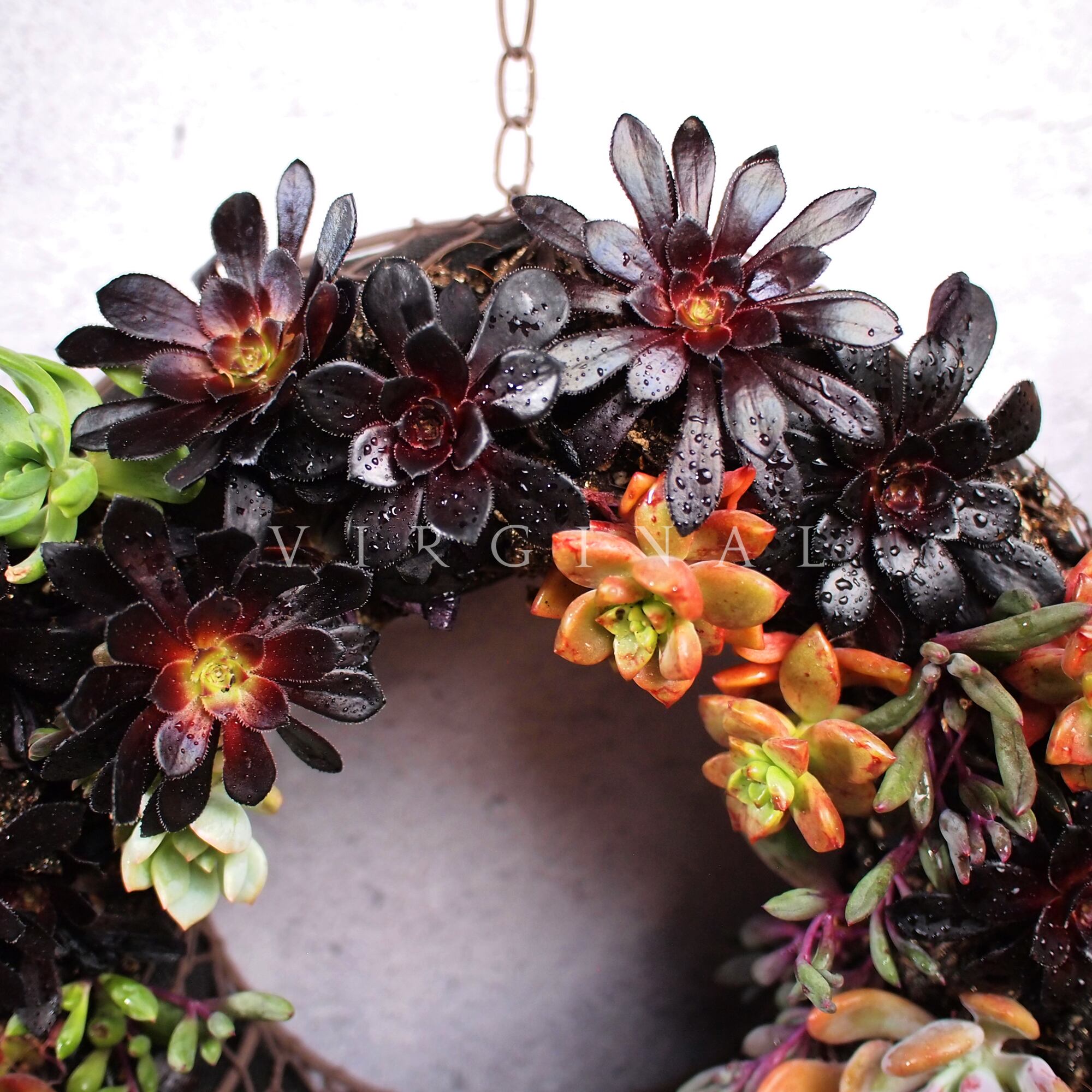 ❤️ブラックフライデー❤️多肉植物そのまま飾れるMerry Xmas❤️アイアンリース Melancholy of darkside moon （L size) 001 【多肉植物 リース 黒法師