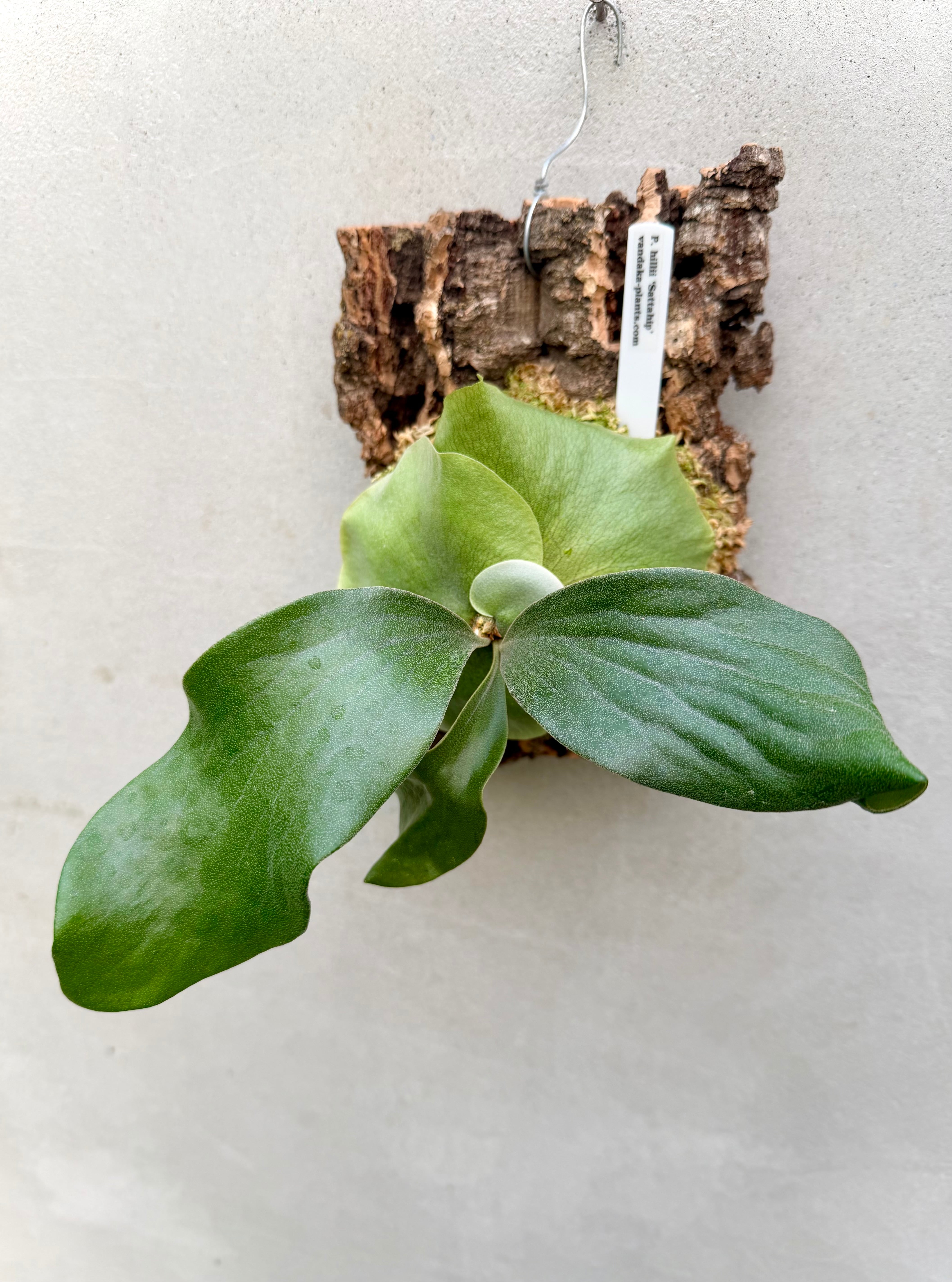 P. hillii 'Sattahip' ビカクシダ ヒリー 'サタヒップ' | vandaka plants