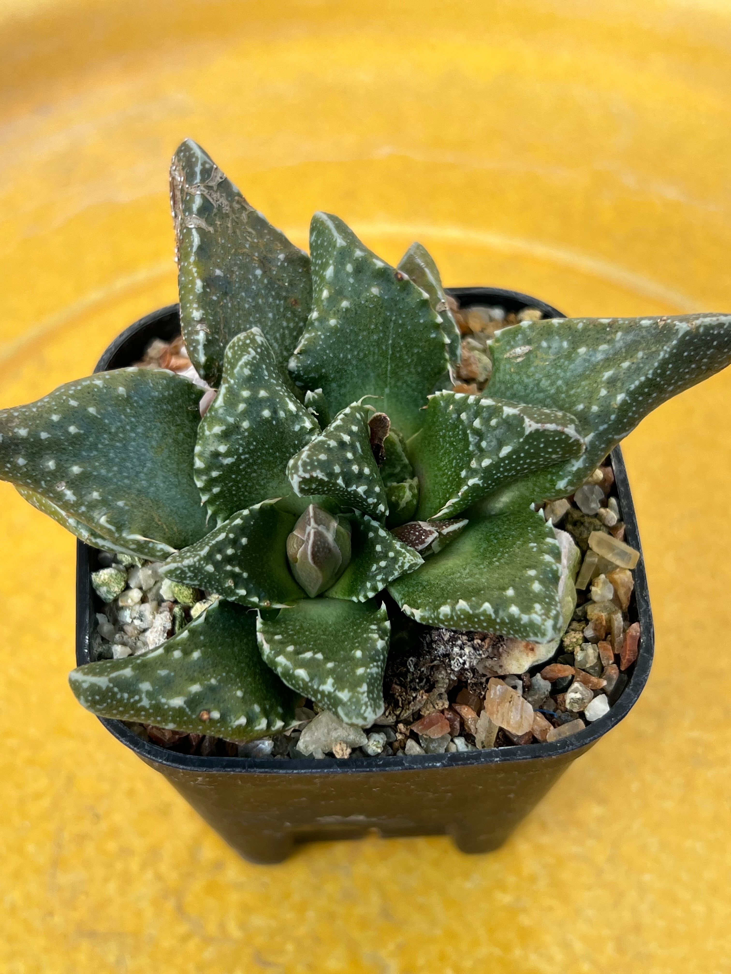 アロエラモシシマ 希少 良型 domani lava 鉢