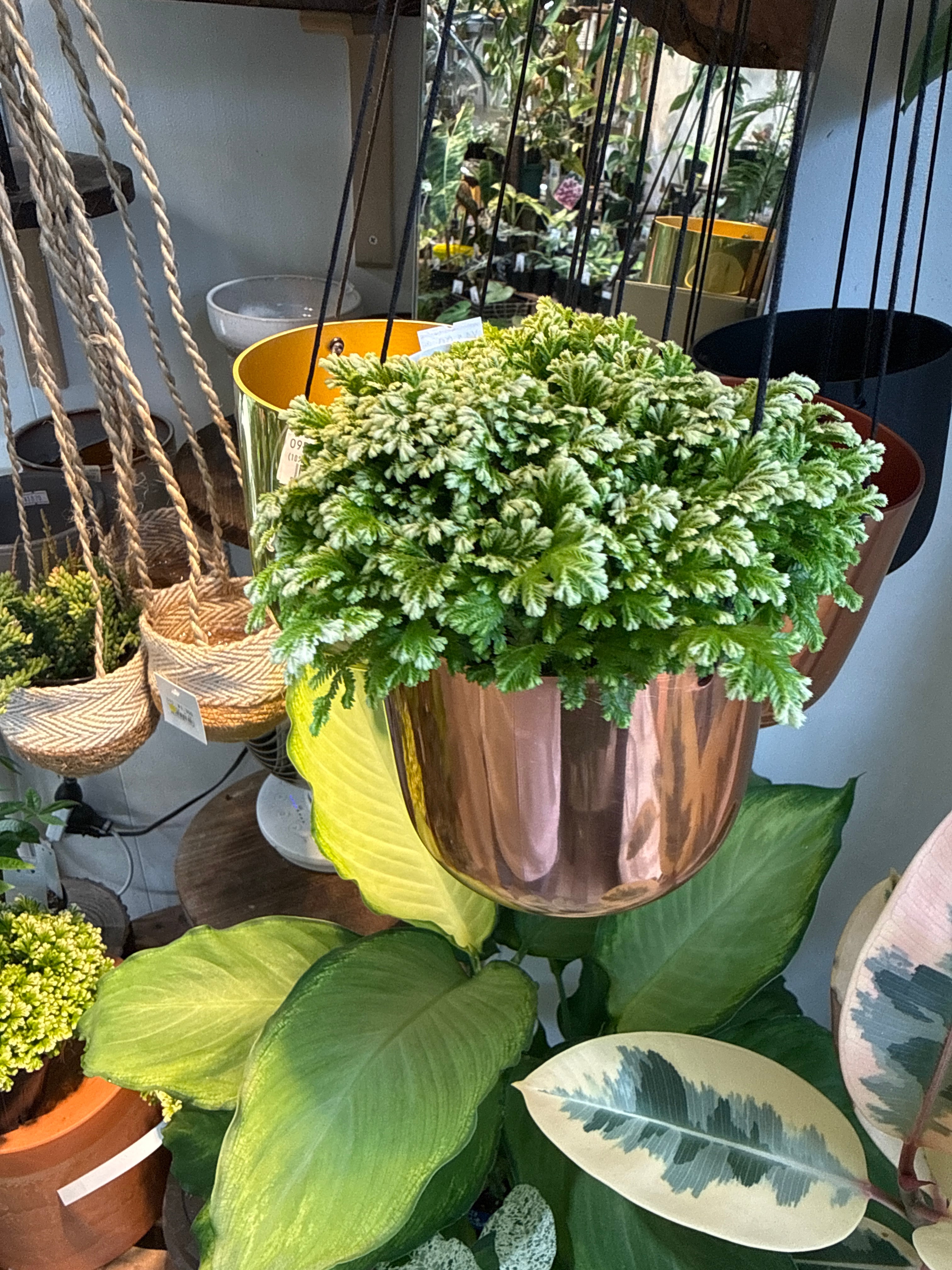 セラギネア斑入り | Gardenえん 【観葉熱帯植物】