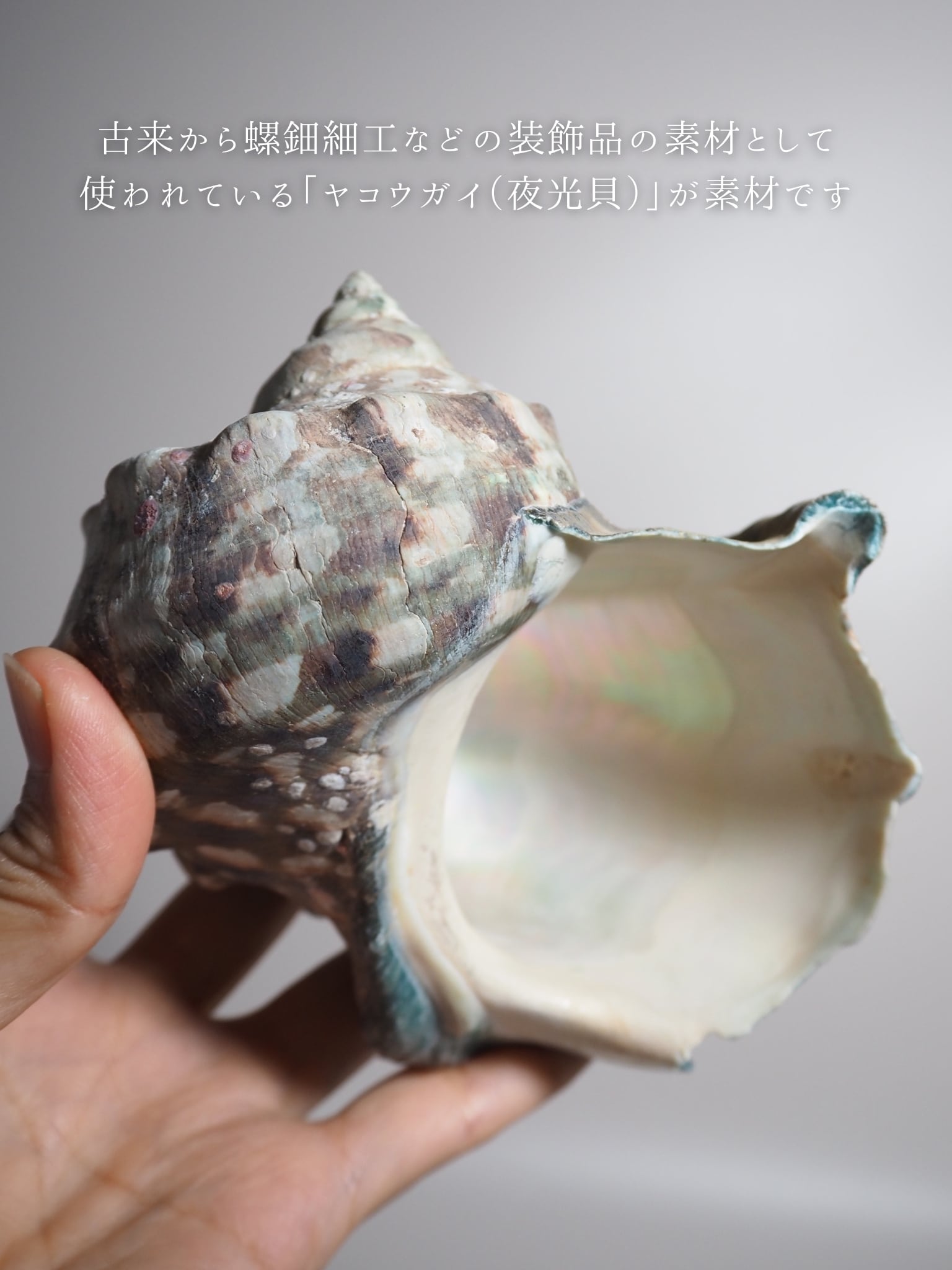 ヤコウガイ（夜光貝） ネックレス | 貝殻と人魚｜貝殻アクセサリー