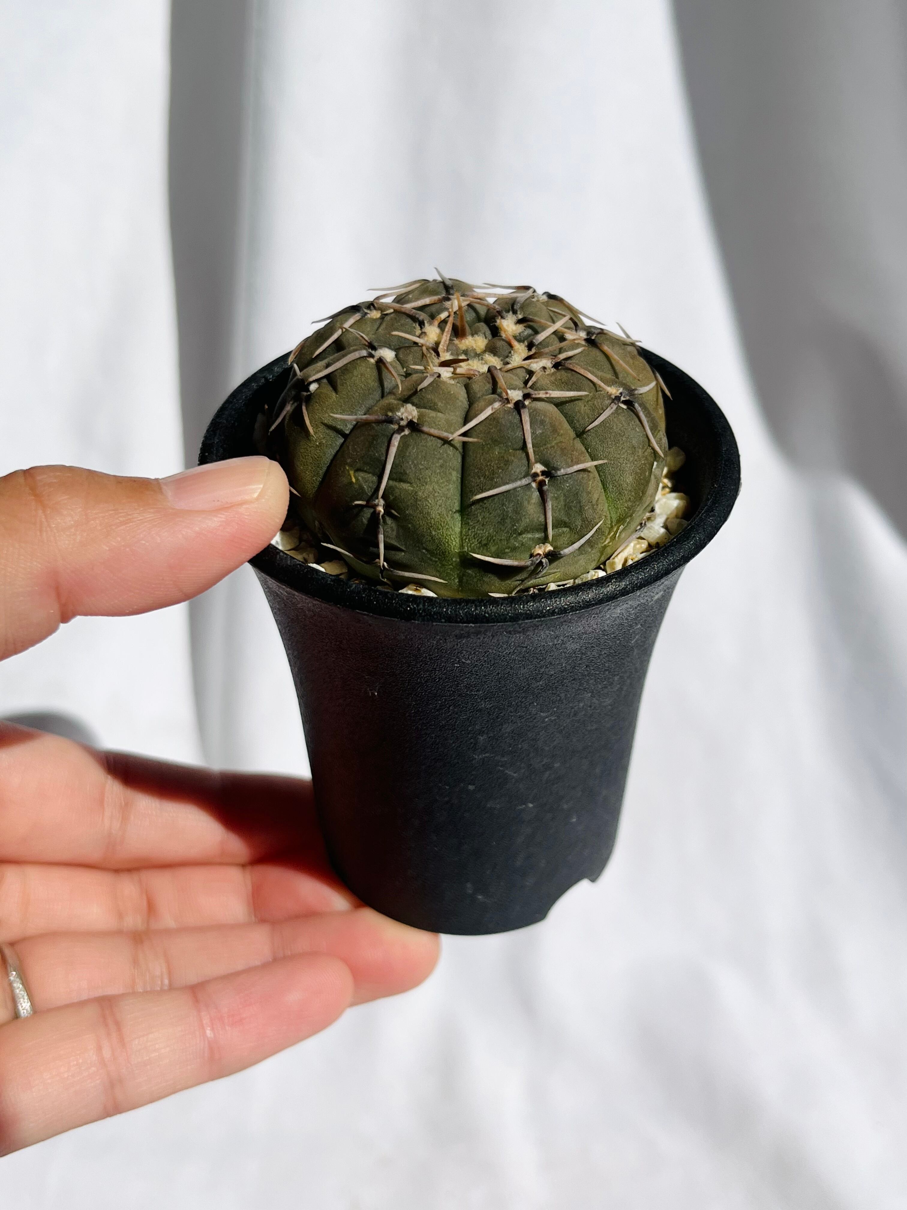 Gymnocalycium bodenbenderianum ギムノカリキウム 怪竜丸 Gymnocalycium bodenbenderianum ギムノカリキウム 怪竜丸
