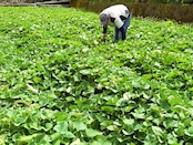 【第1弾】土付き採れたてシルクスイート2.5kg