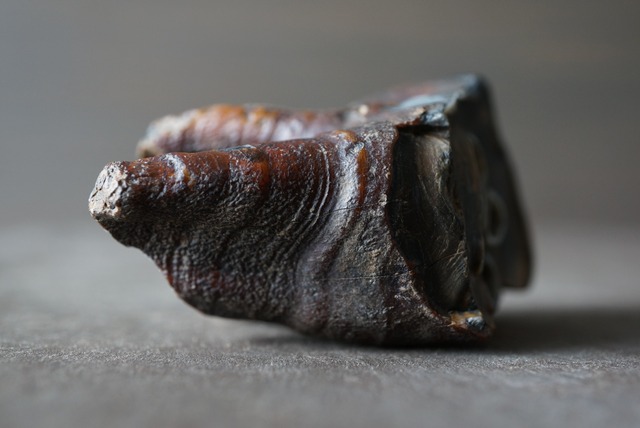 ウマの歯化石 Tooth Fossil 1020