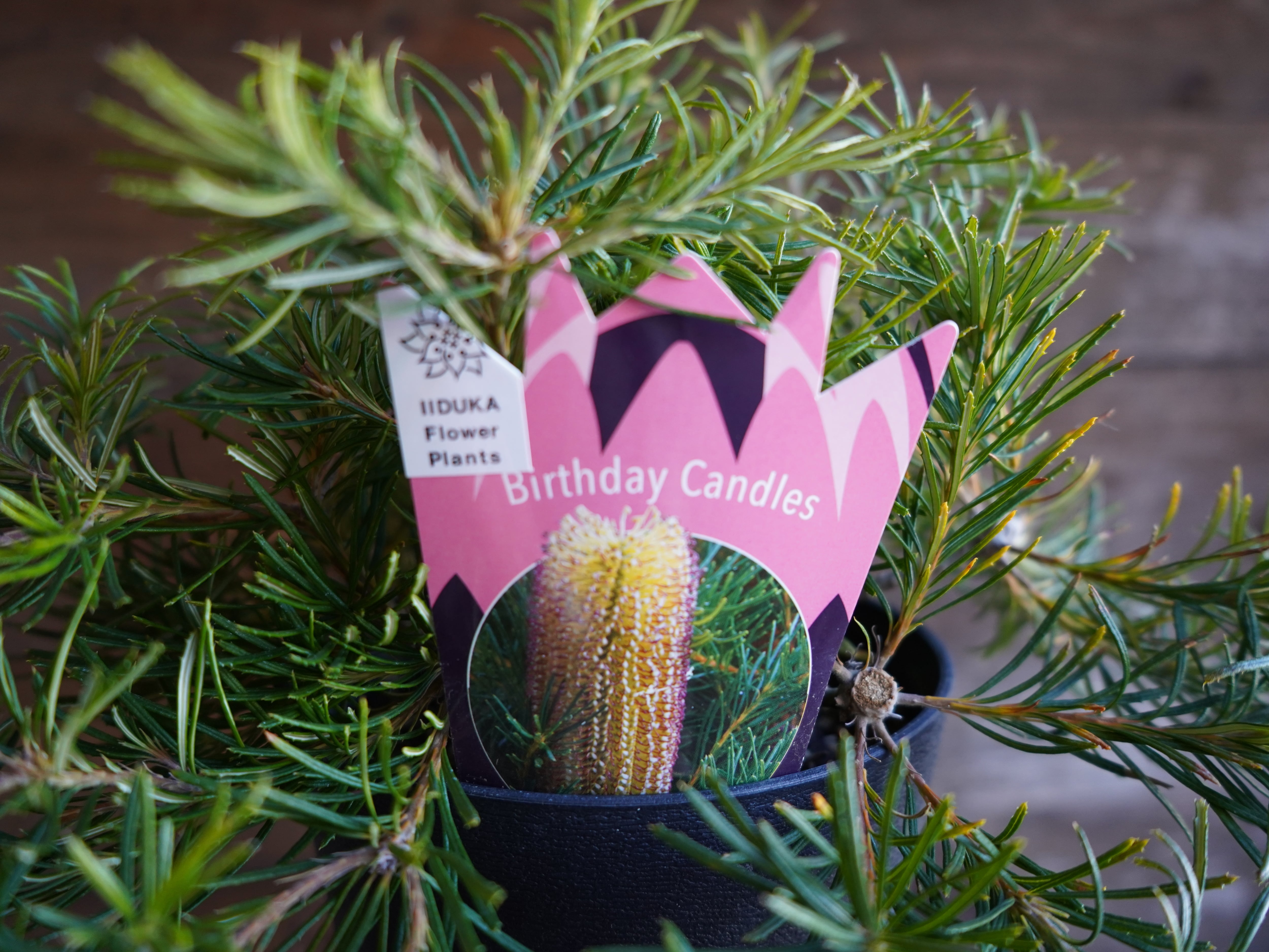 【現物】バンクシア　”バースデーキャンドル”　B