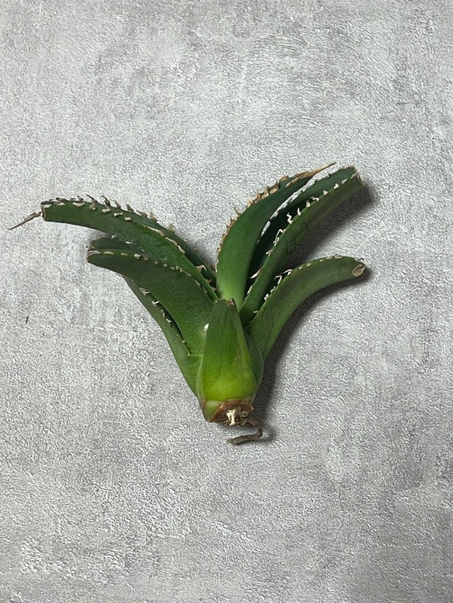 【1月19日21:00販売】agave titanota 白幽霊 子株B