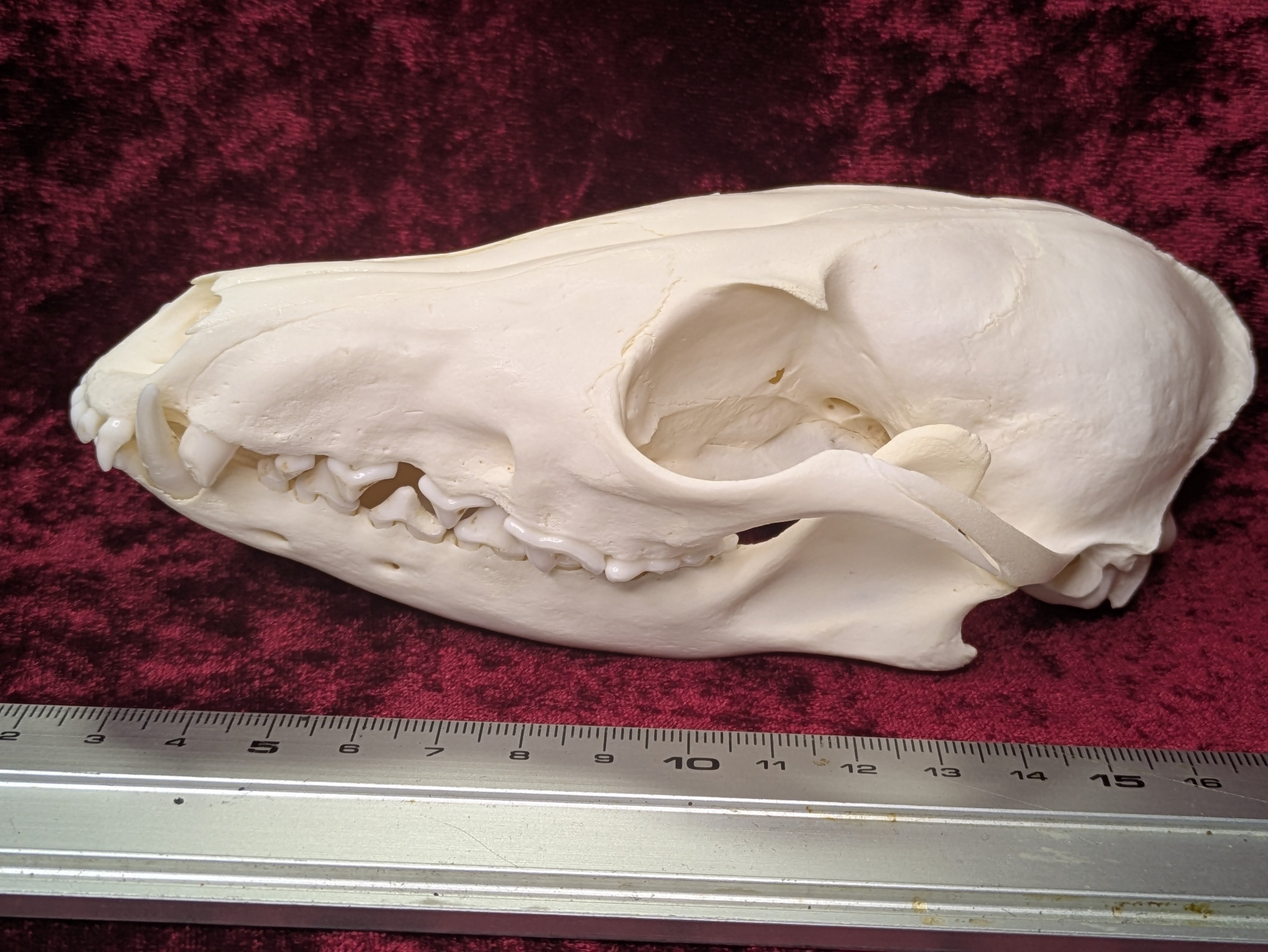 galvanic -骨オヤジ通販部-