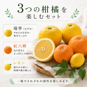 【クール便・送料込み】しまなみ冷蔵柑橘セット｜瑞季・紅八朔・レモン