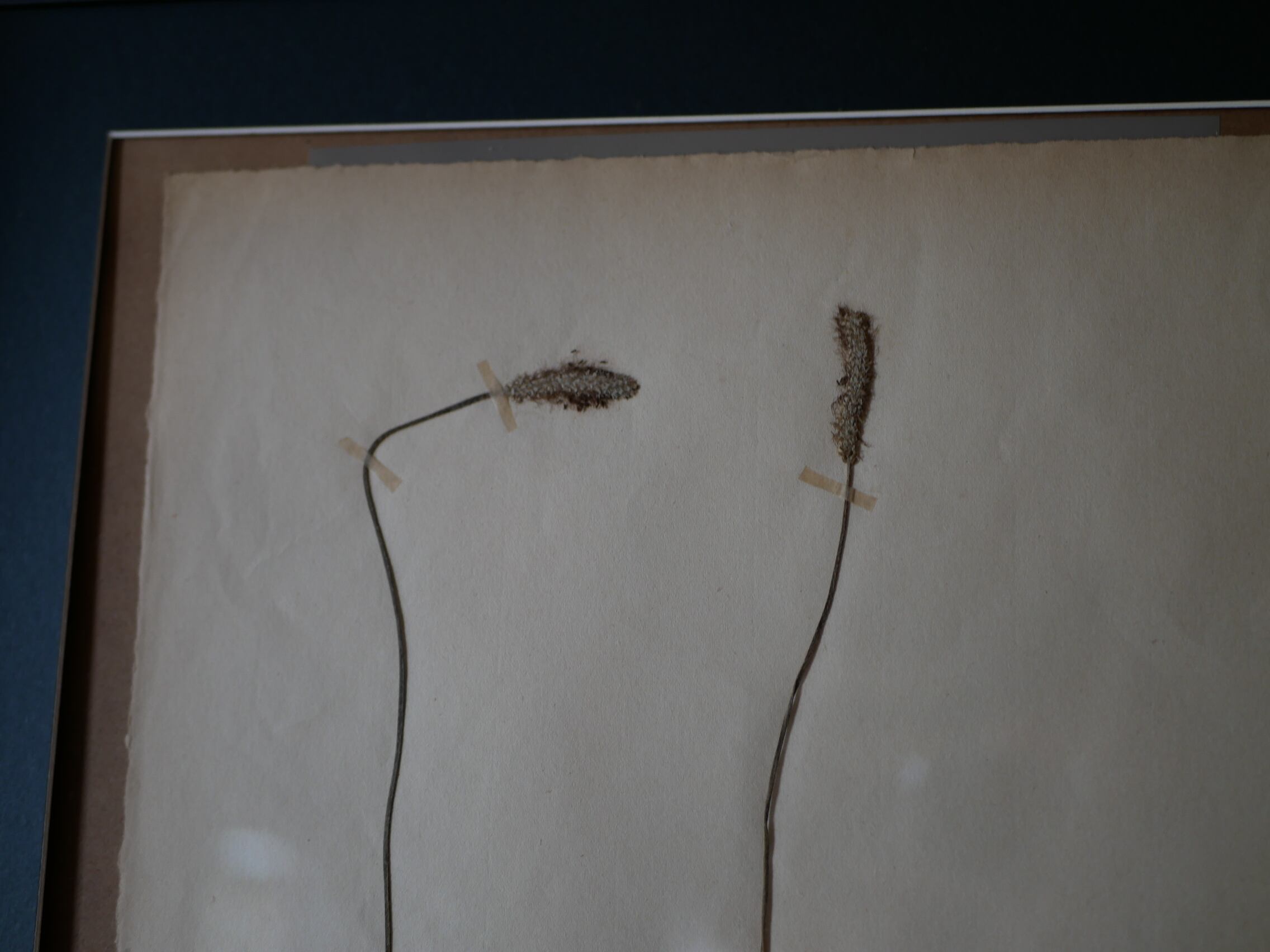 植物標本 フランスアンティーク no.6 | フランス アンティーク mamantique