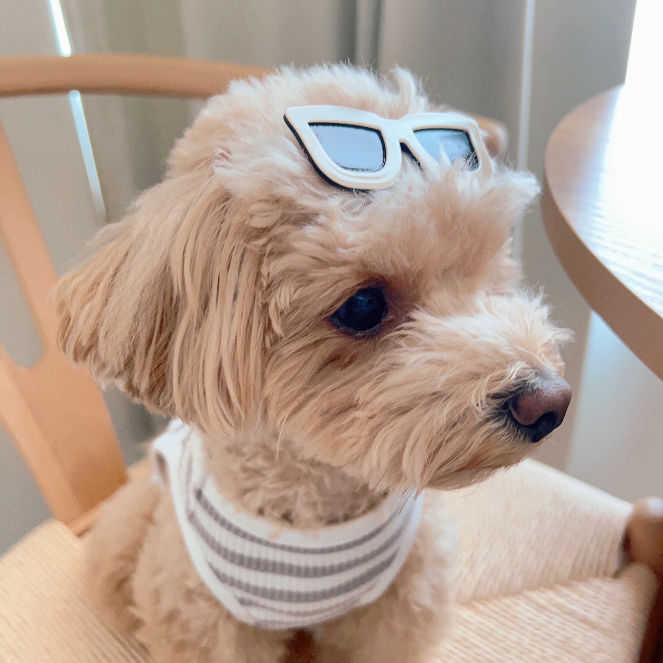 サングラスパッチン